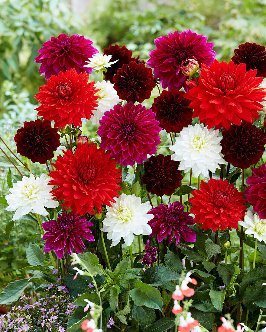 Dahlie (Dahlia) 'Fireworks by Dali Mix'