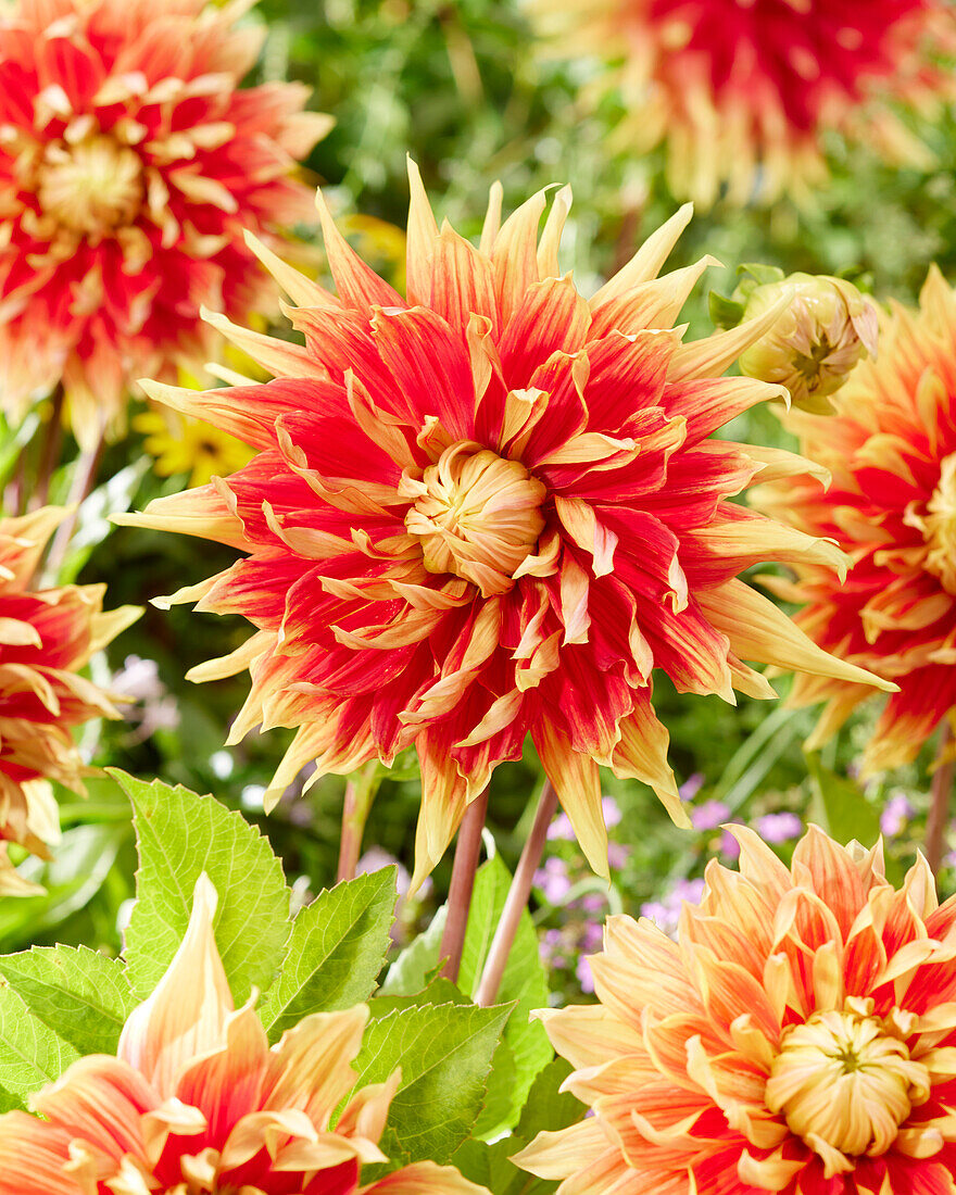 Dahlia Autumn Sunburst