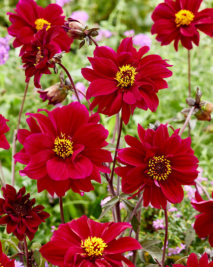 Dahlia Bishop of Canterbury