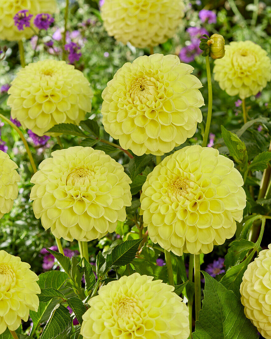 Kugeldahlie (Dahlia) 'Jowey Martina'