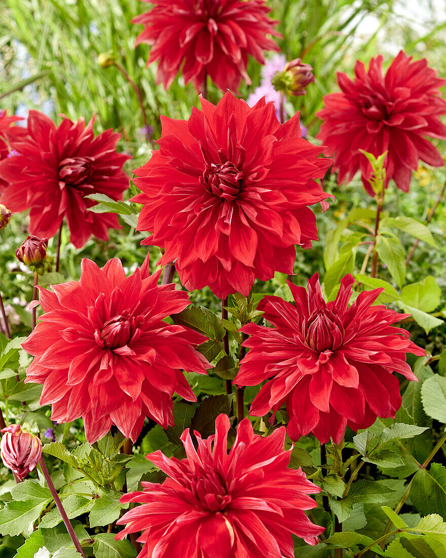 Dahlia Babylon Rood