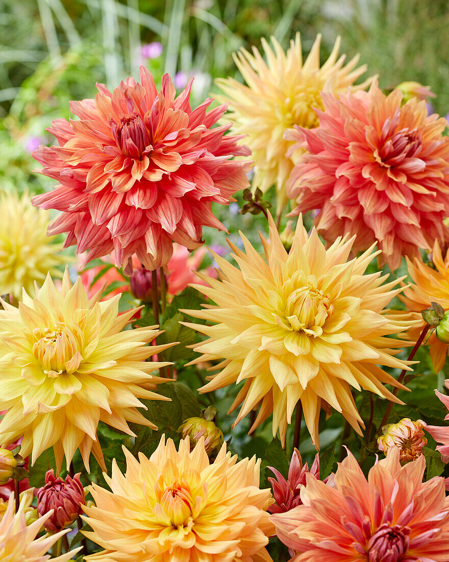 Dahlia Penhill Autumn Shade, Belle of Barmera