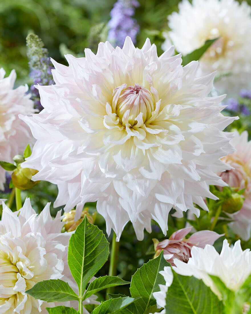 Dahlia Kas Cloud