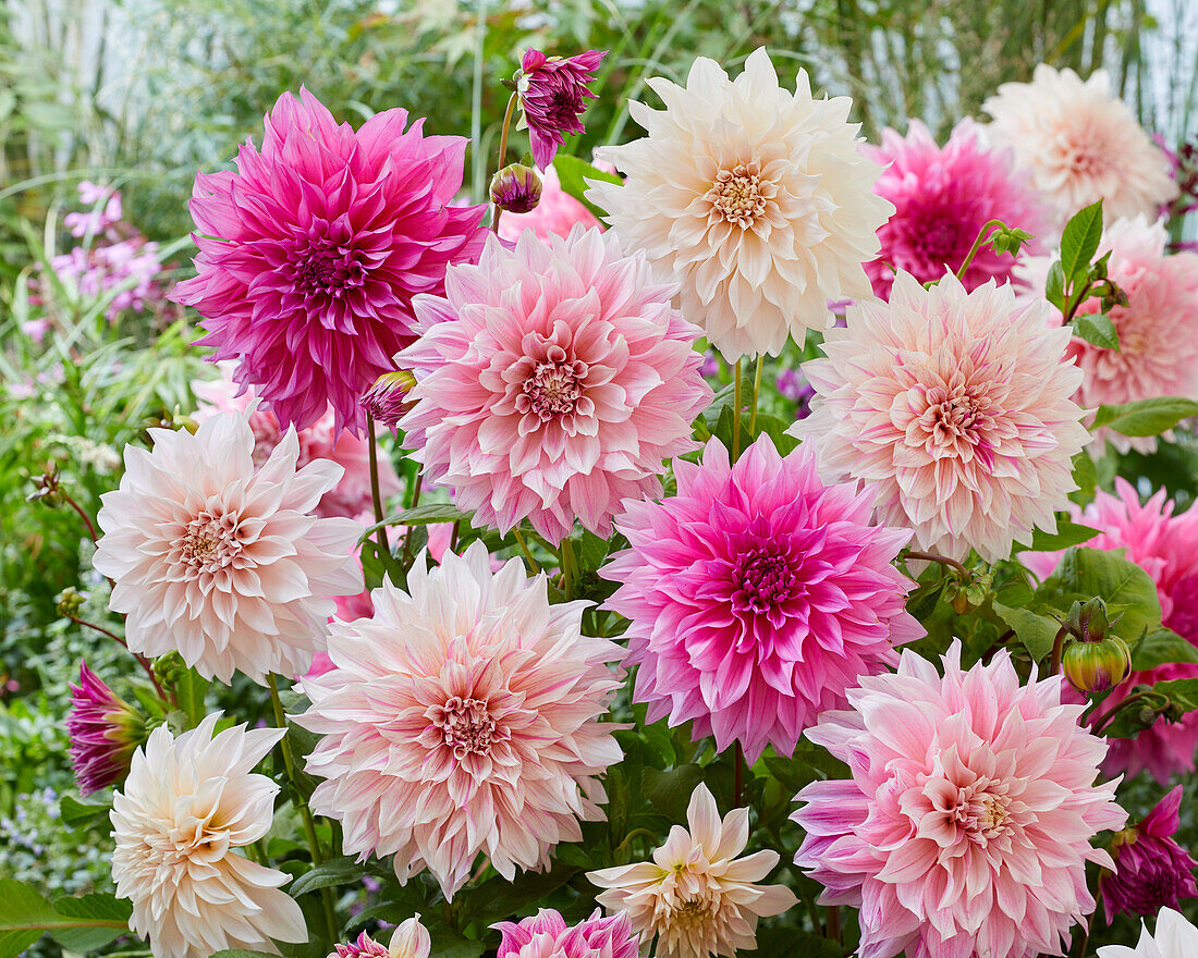 Dahlie (Dahlia) 'Café au Lait', Mischung