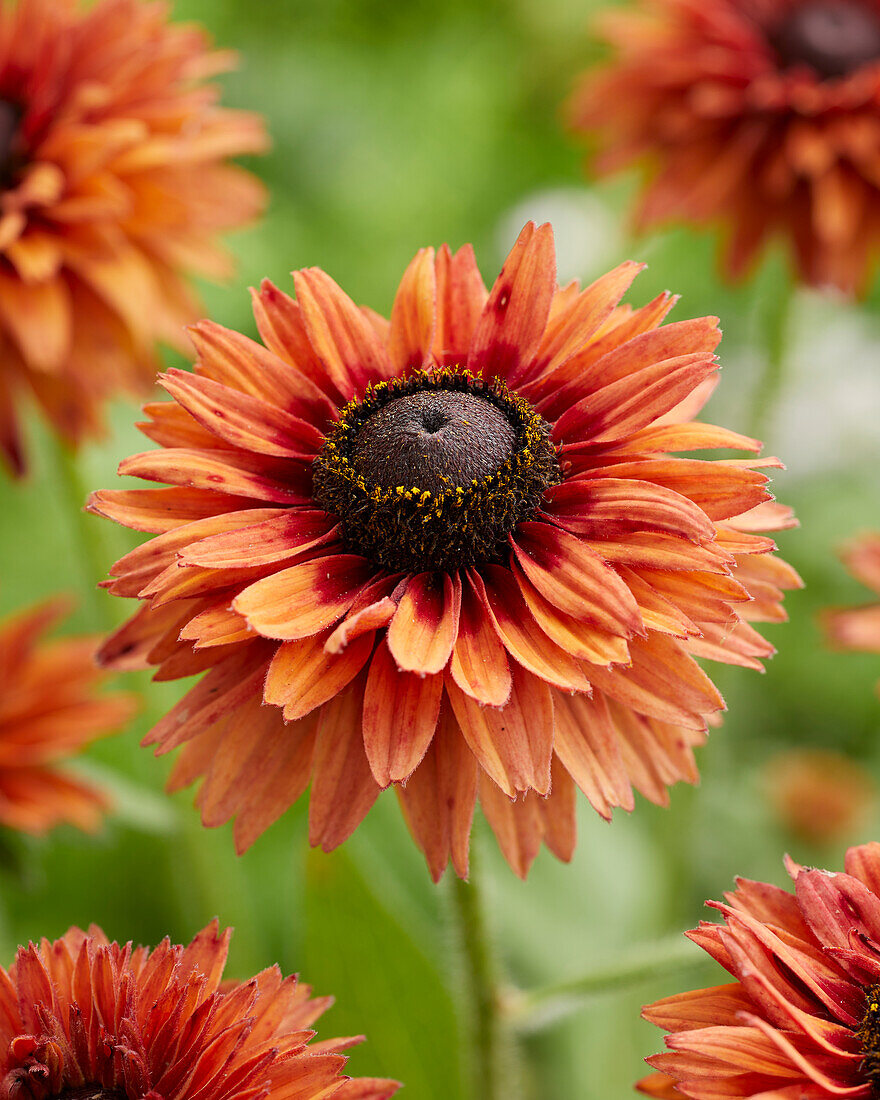 Rudbeckia Enchanted Sun