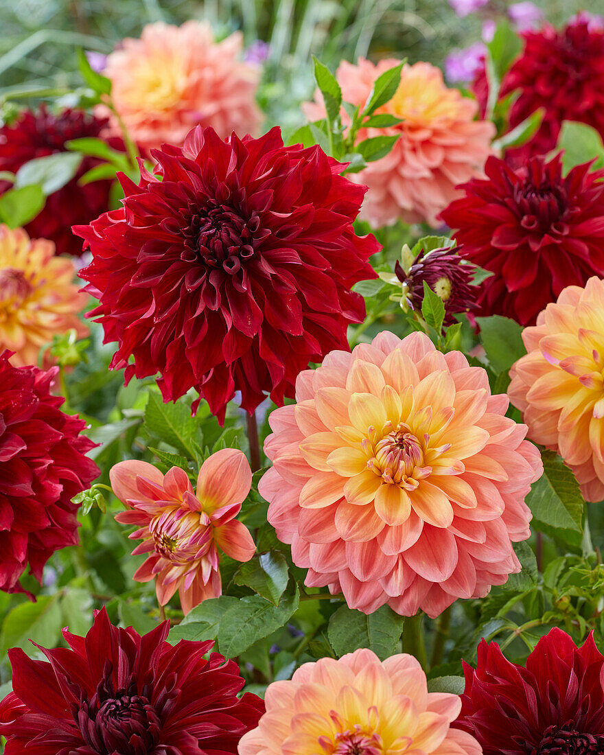 Dahlia Ace Summer Sunset, Mingus Alex