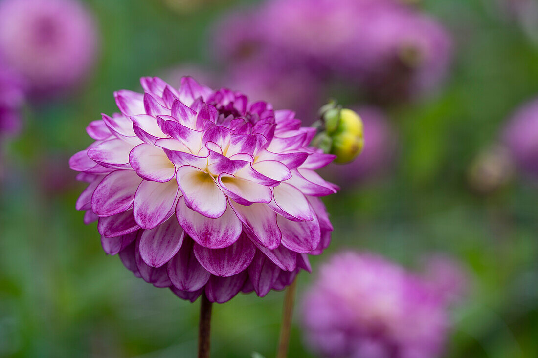 Dahlia Dreaming Maid