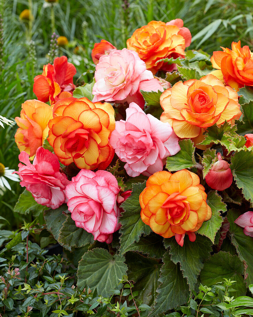 Begonia Picotee mixed