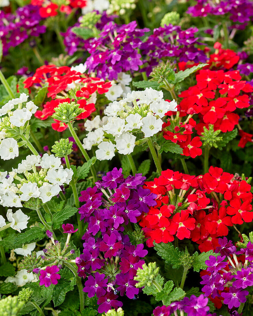 Eisenkraut (Verbena) 'Firehouse™', 'MixMasters®', 'Dutch Fire'