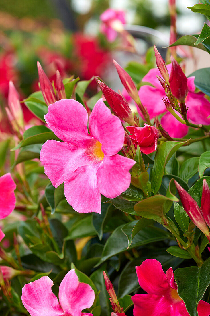 Trichterblüte Dipladenia (Mandevilla Sanderi) 'Sundaville® Mimi Pink'