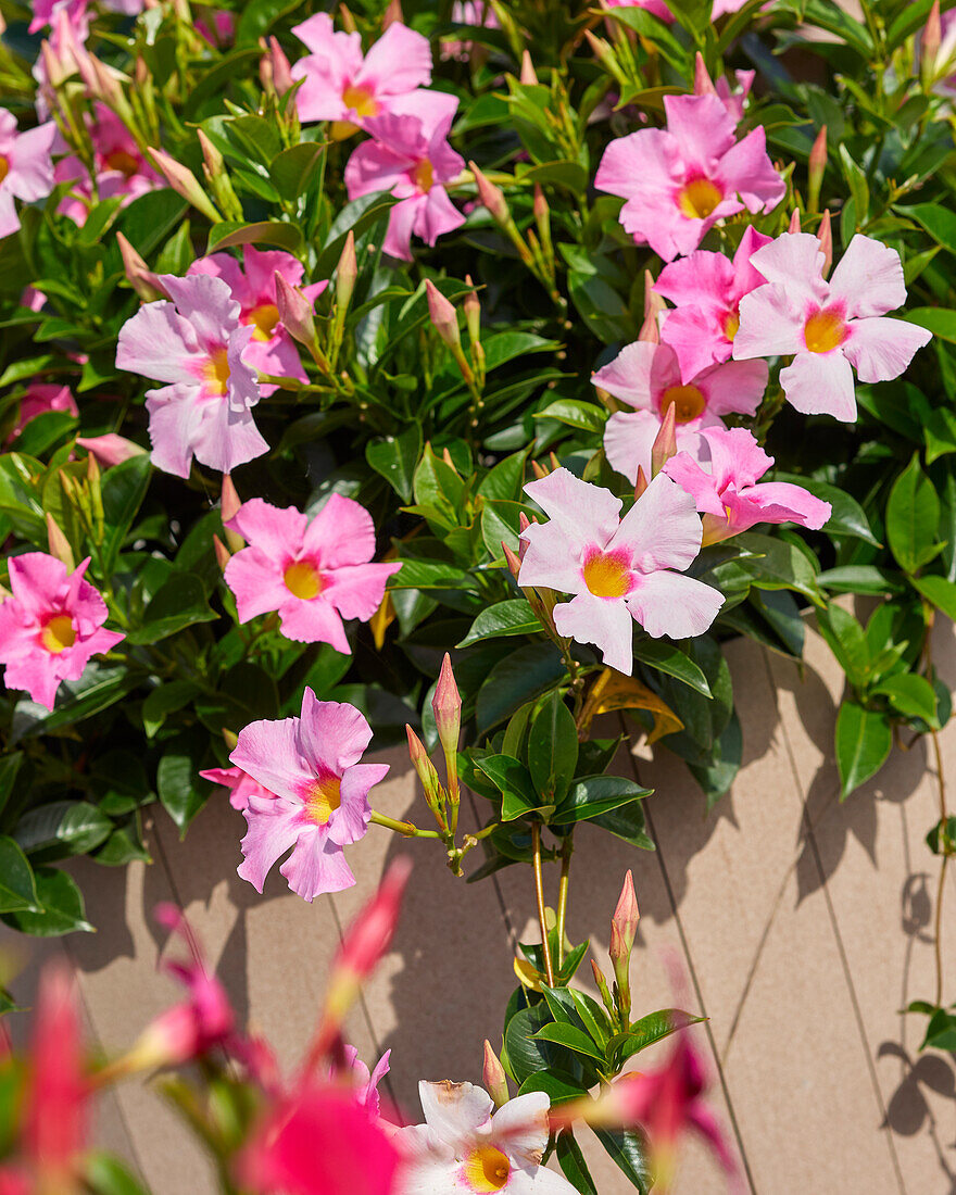 Mandevilla sanderi Bella Pink Jewell