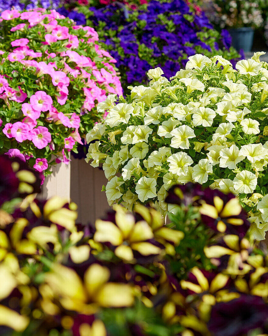 Petunia grandiflora Viva® Austria Yellow