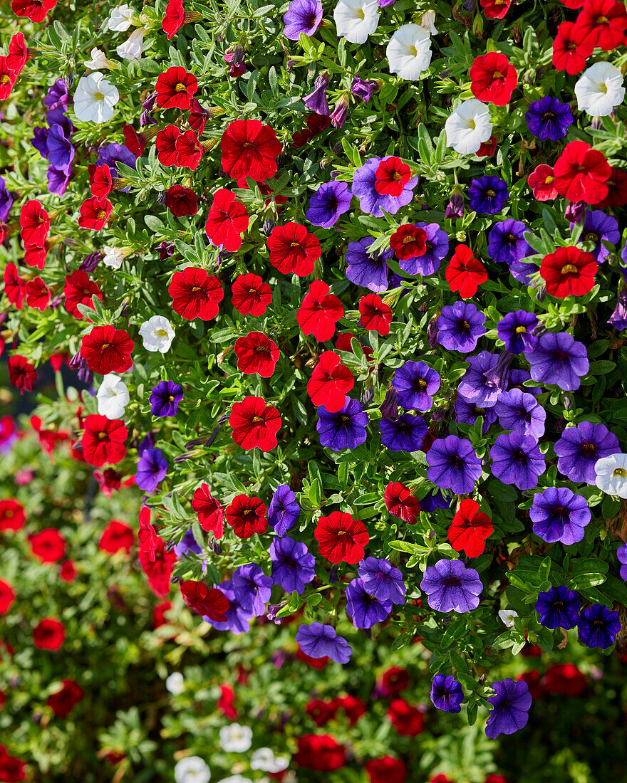 Calibrachoa parviflora Cabaret® MixMasters® Cafe de Paris