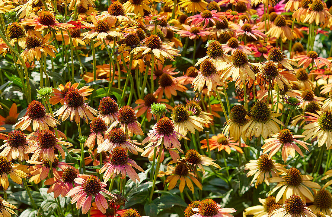 Echinacea Lakota™ Orange