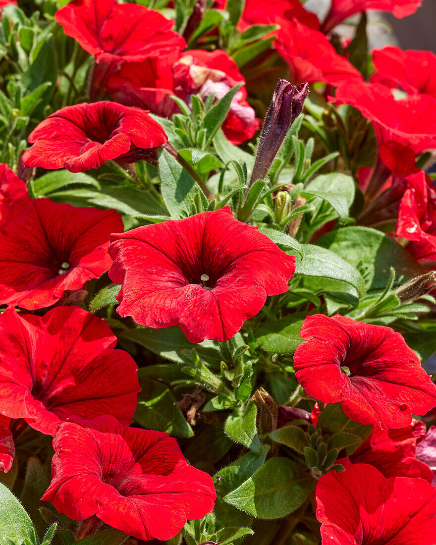 Petunia x hybrida Easy Wave® F1 Red