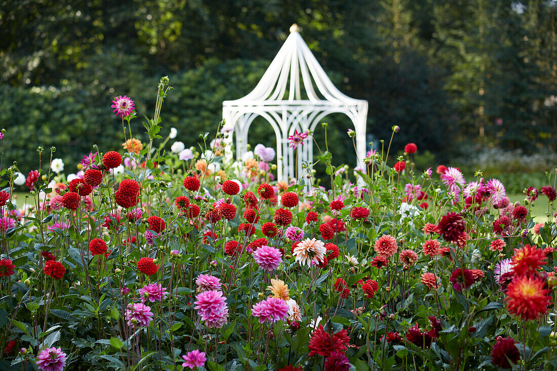 Dahlia garden