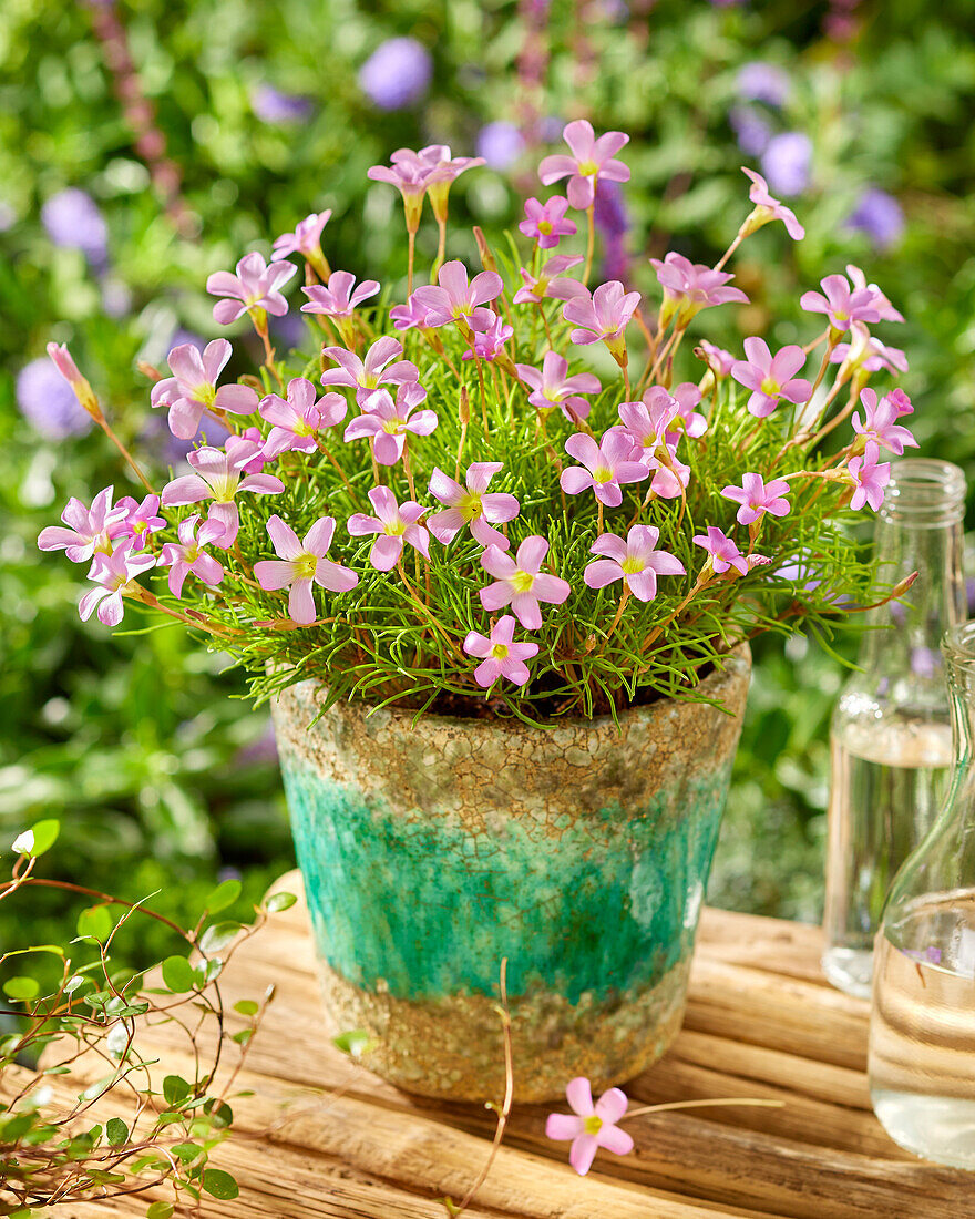 Sauerklee (Oxalis) 'Pink Spider'