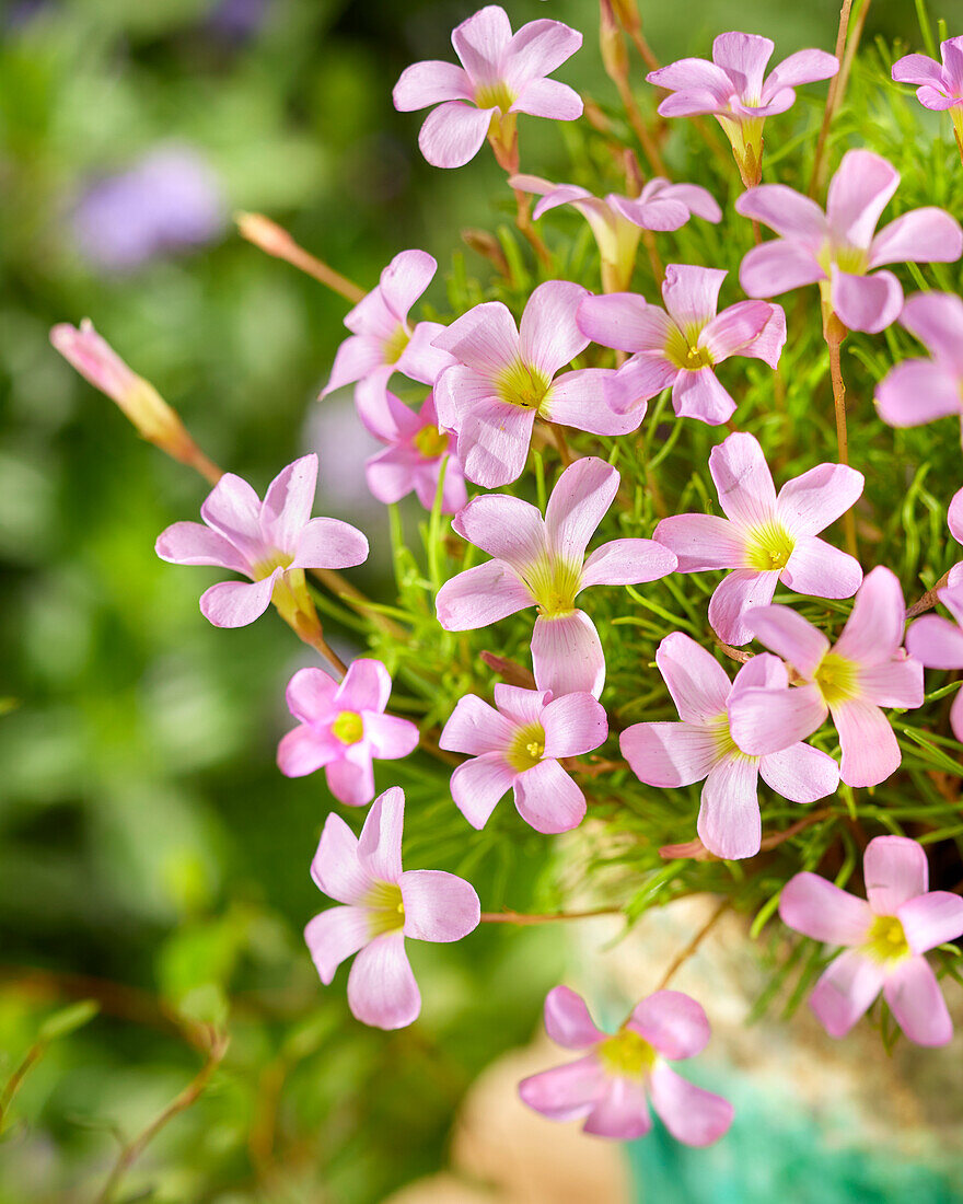 Sauerklee (Oxalis) 'Pink Spider'