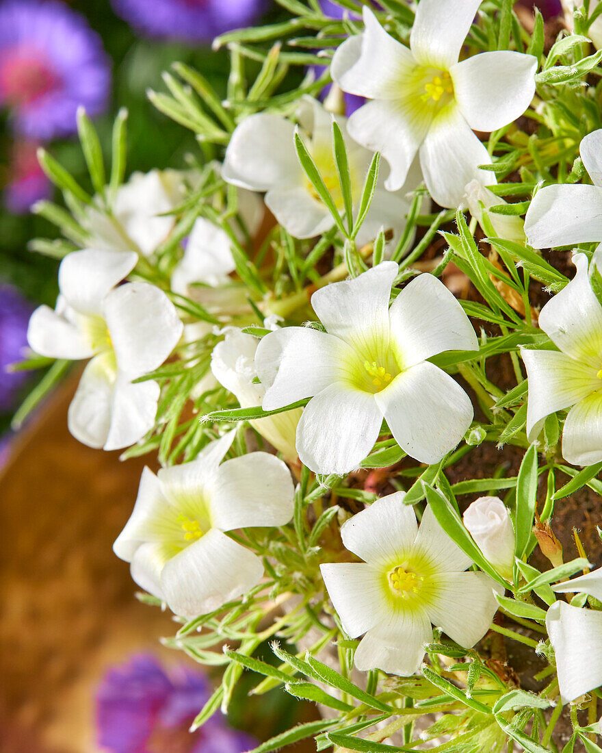 Oxalis White Spider