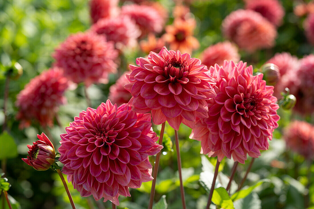 Dahlie (Dahlia) 'Salmon Runner'