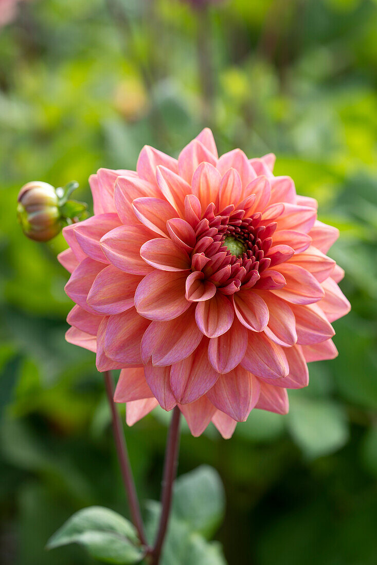 Dahlia Salmon Runner