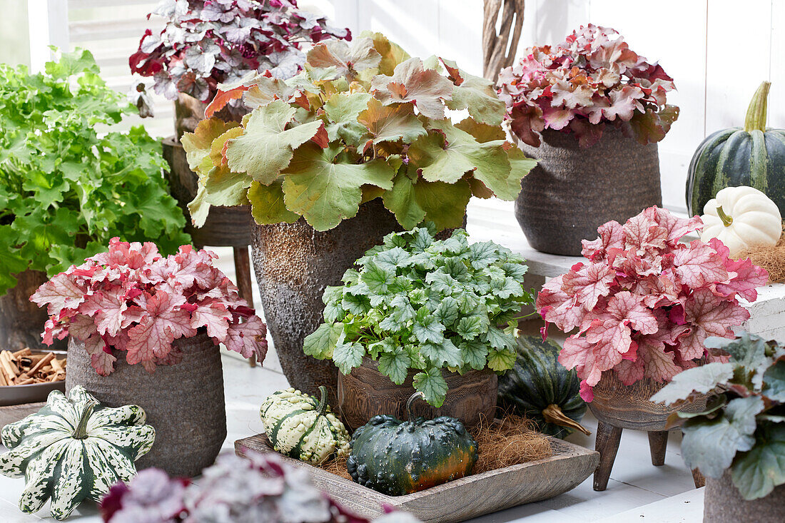 Heuchera collection