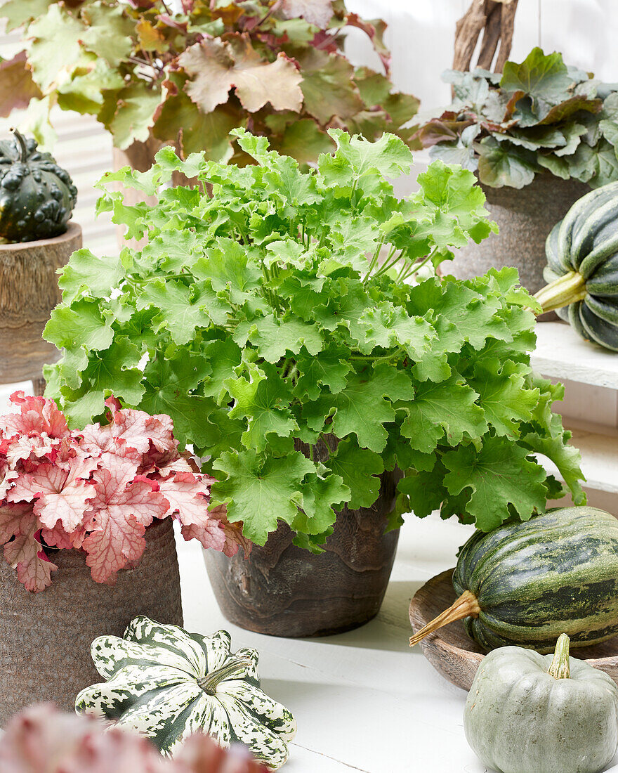 Heuchera Rex Lime