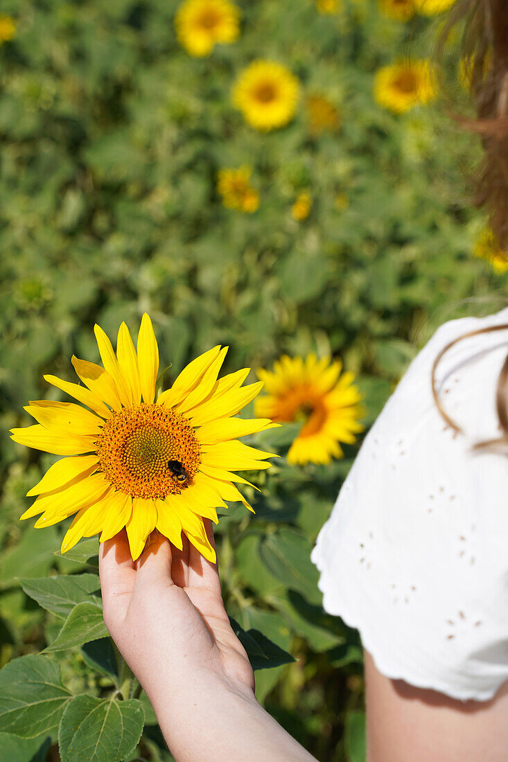 Field of sunflowers