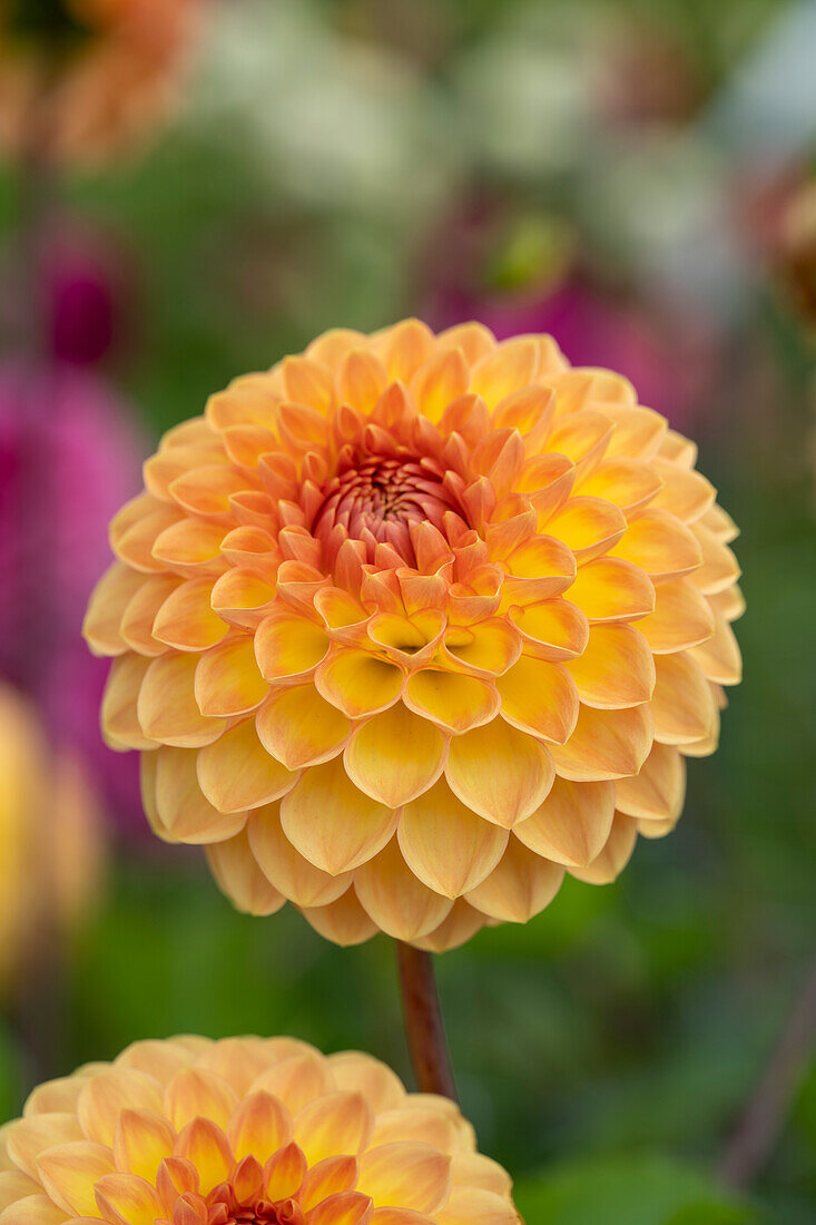 Dahlia Blyton Softer Gleam