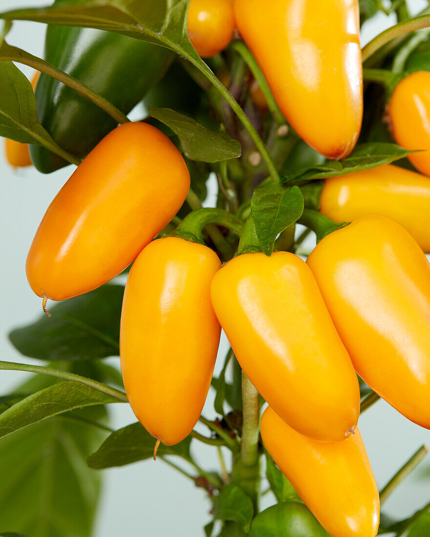 Paprika (Capsicum) 'Pillar Peppers™ F1 Mimi Orange'