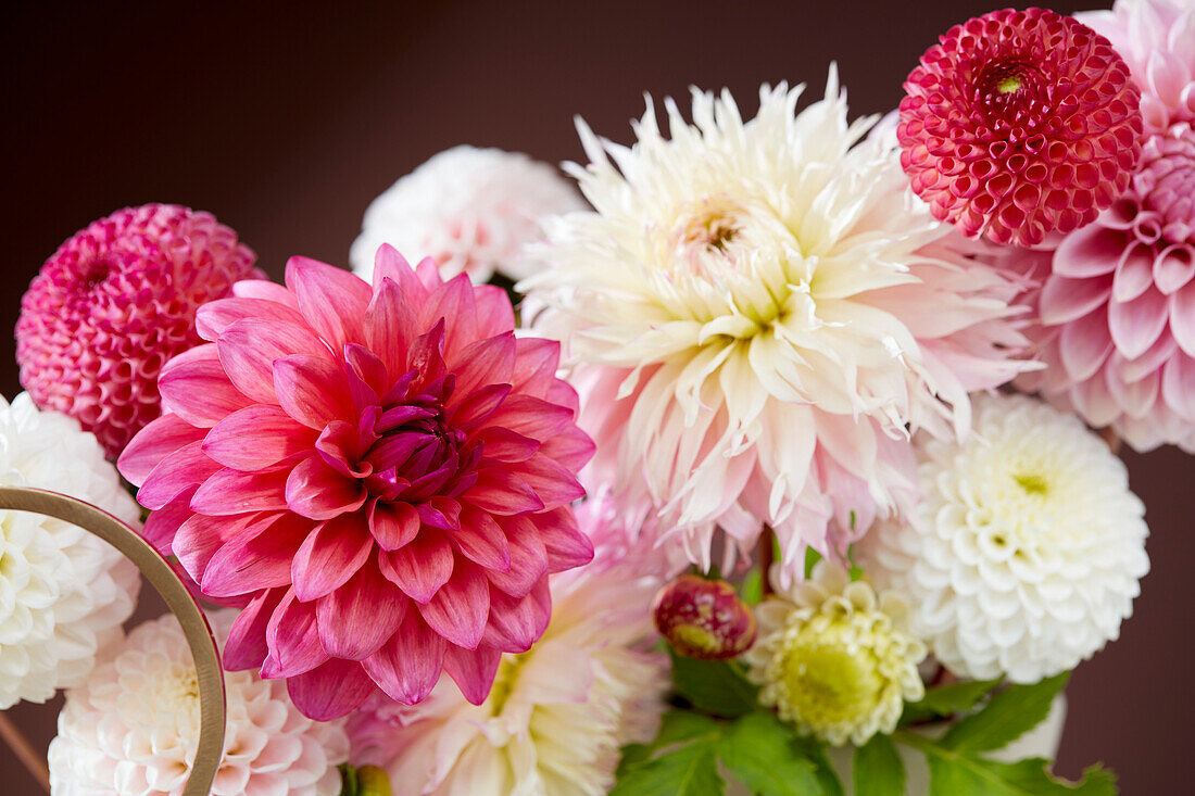 Gemischte Dahlienblüten (Dahlia)