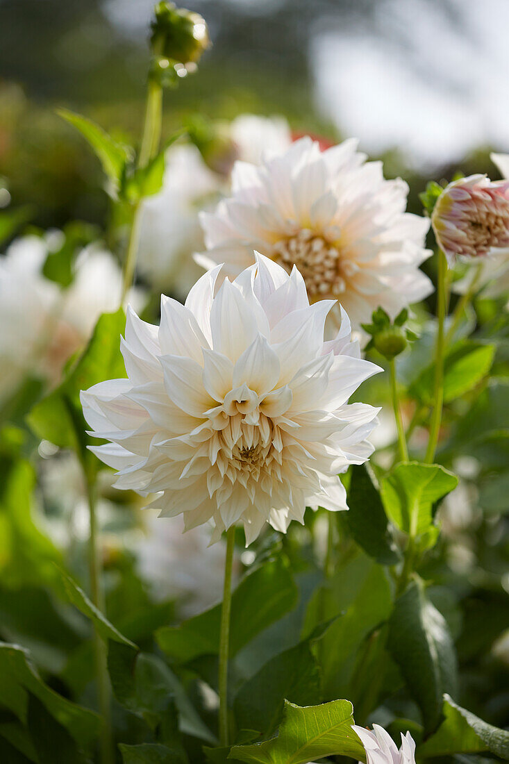 Dahlie (Dahlia) 'Café au Lait'