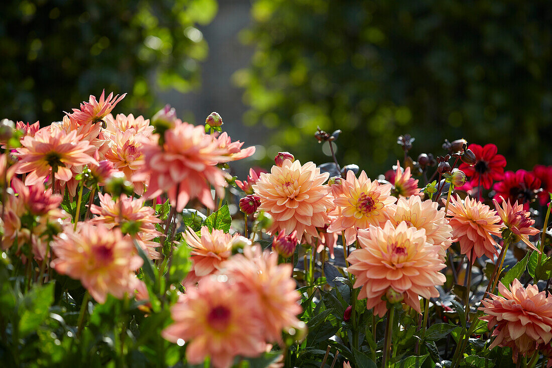 Dahlia Melody Dora