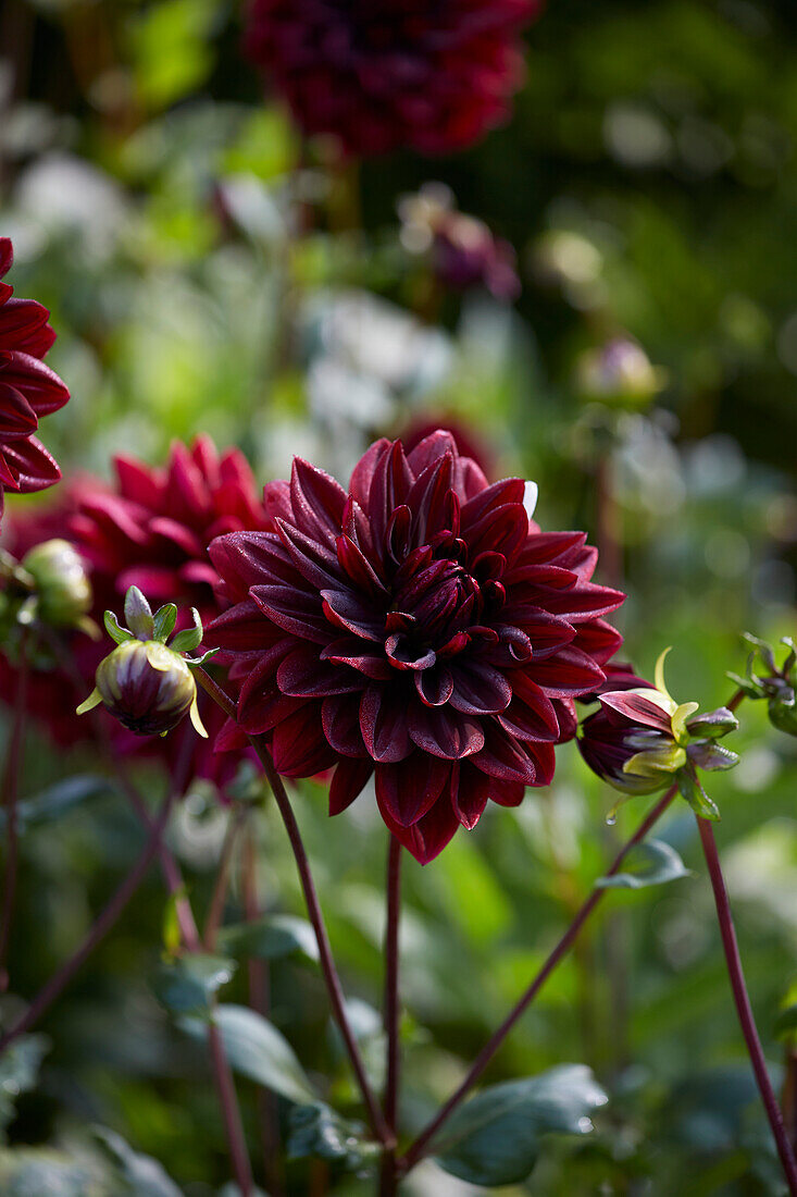 Dahlia Sam Hopkins