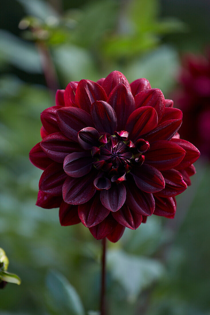 Dahlia Sam Hopkins