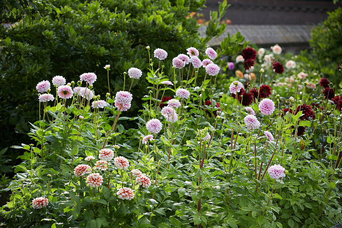 Dahlien im Garten