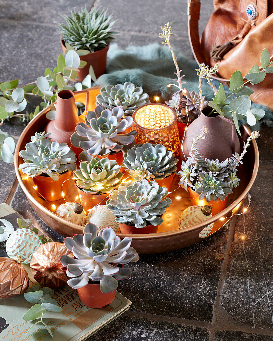 Echeveria collection