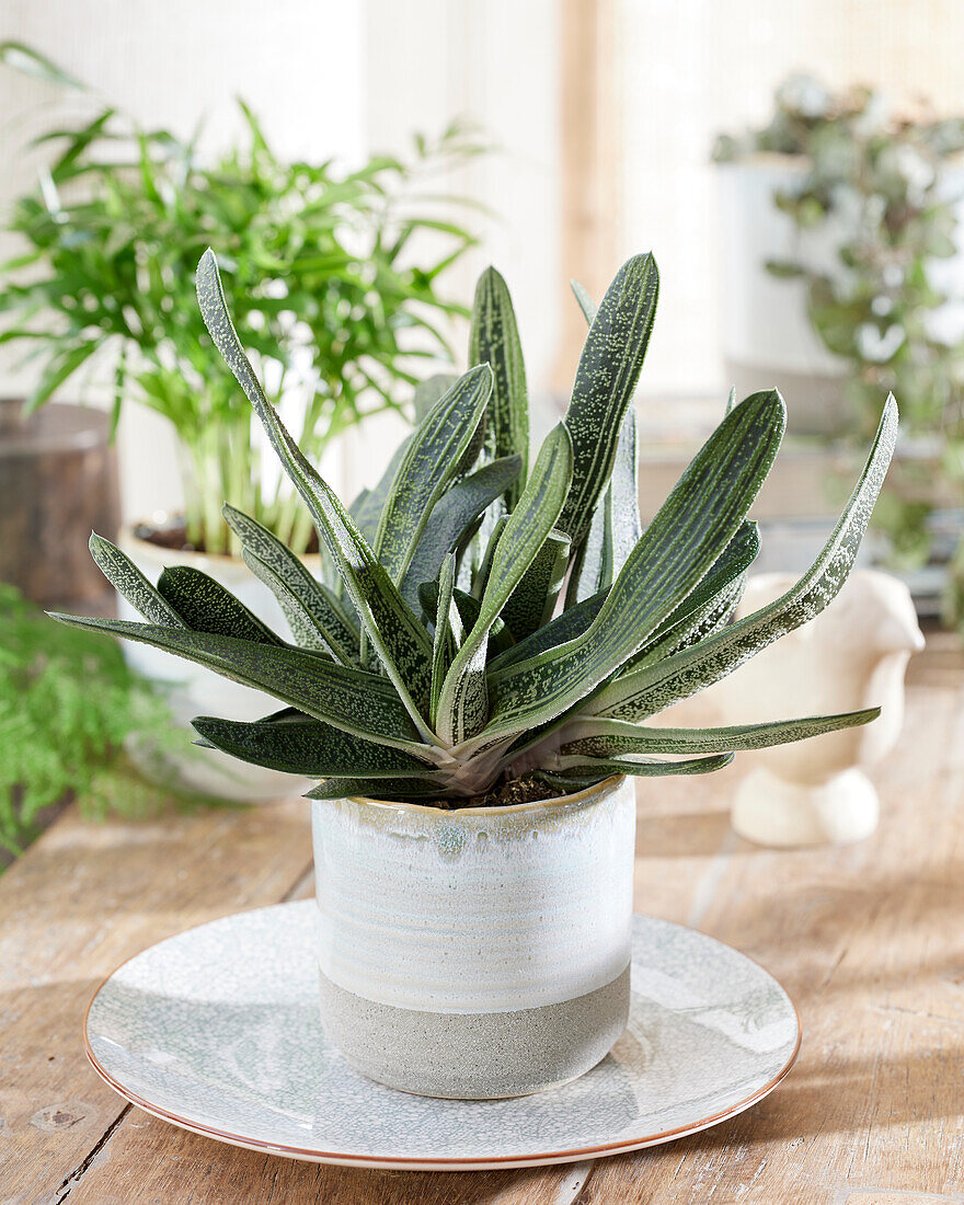 Gasteria Little Warty