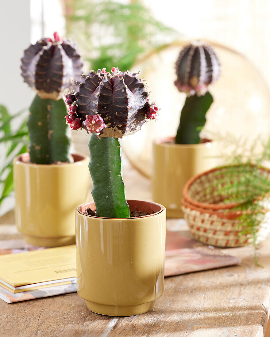 Gymnocalycium mihanovichii aubergine