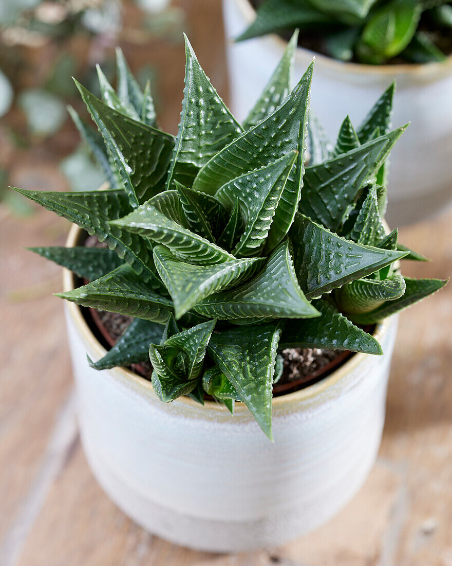 Haworthia limifolia