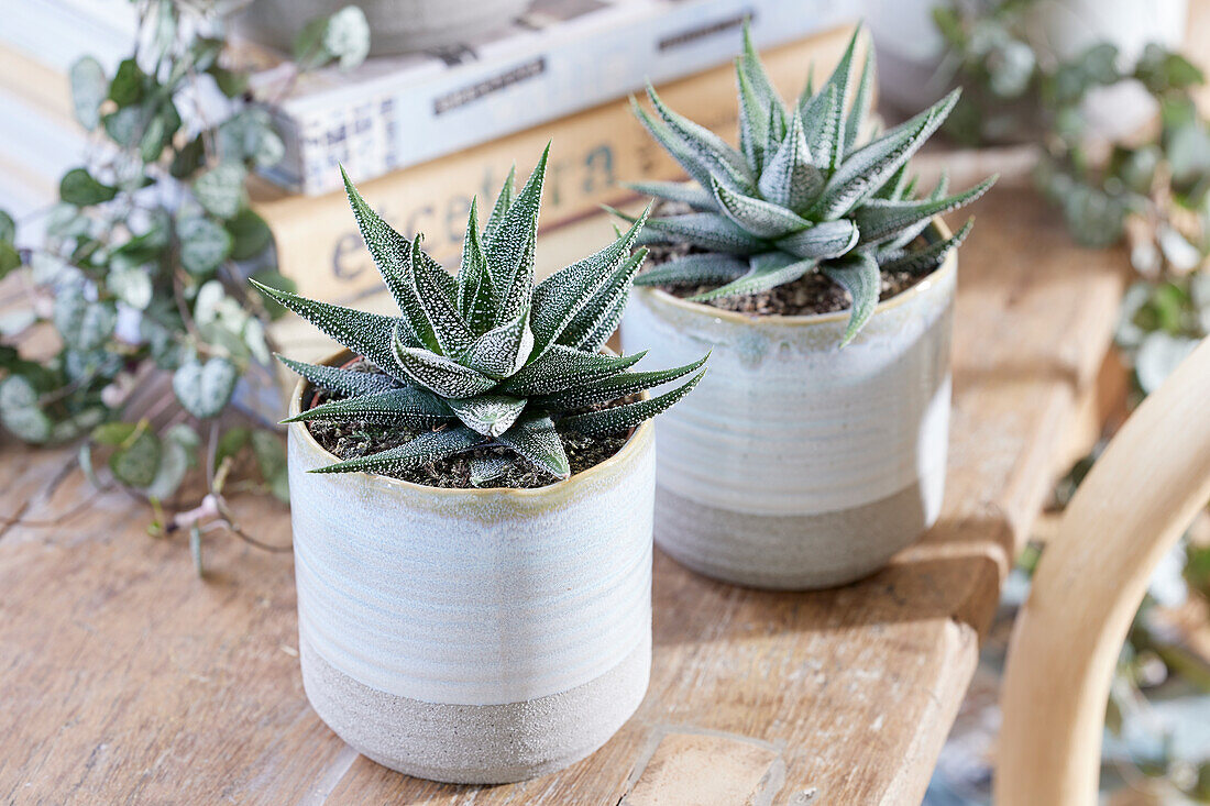 Haworthia concolor