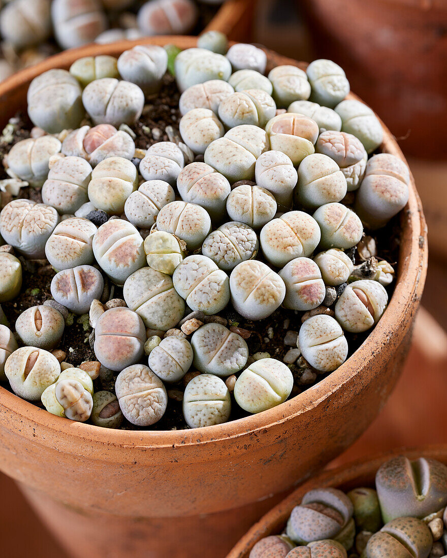 Lithops