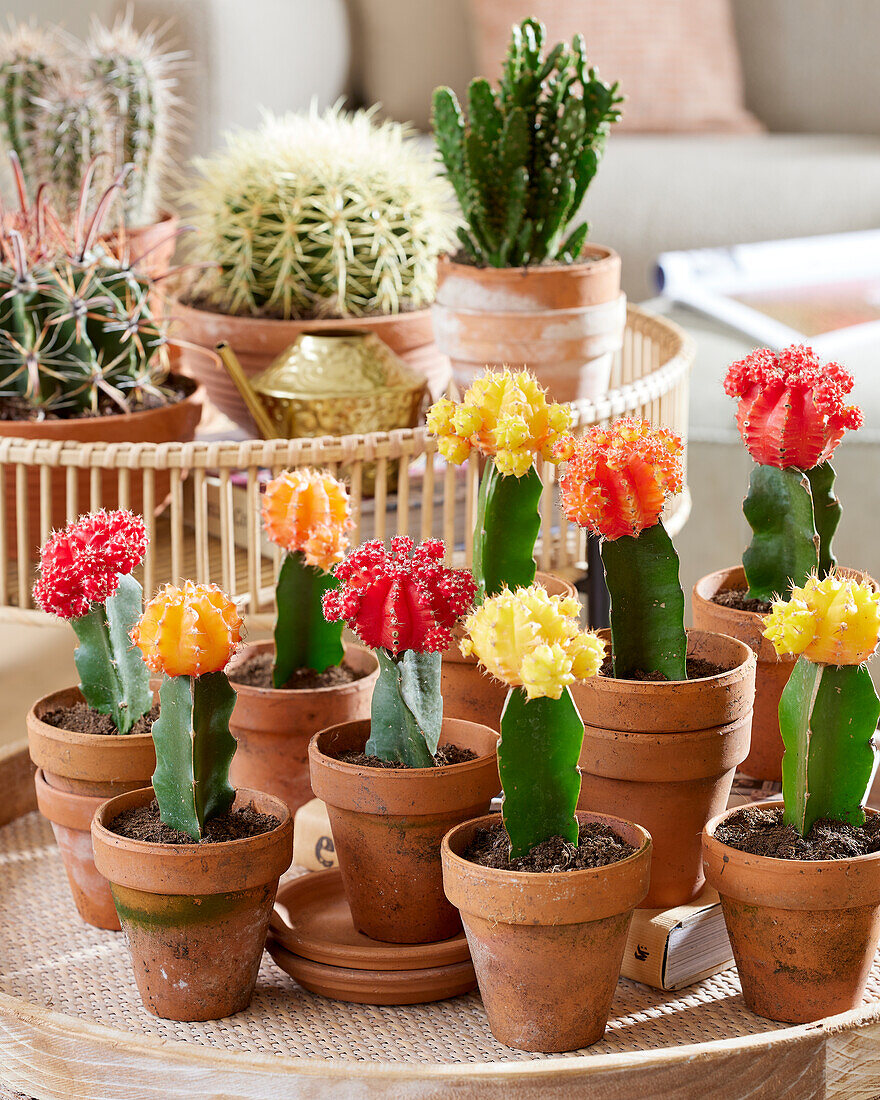 Gymnocalycium mihanovichii colour mix