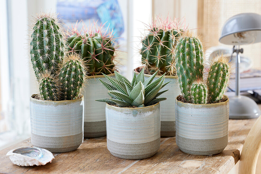 Cactus collection