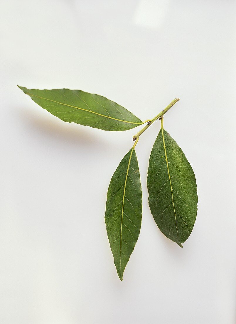 Three bay leaves on branch