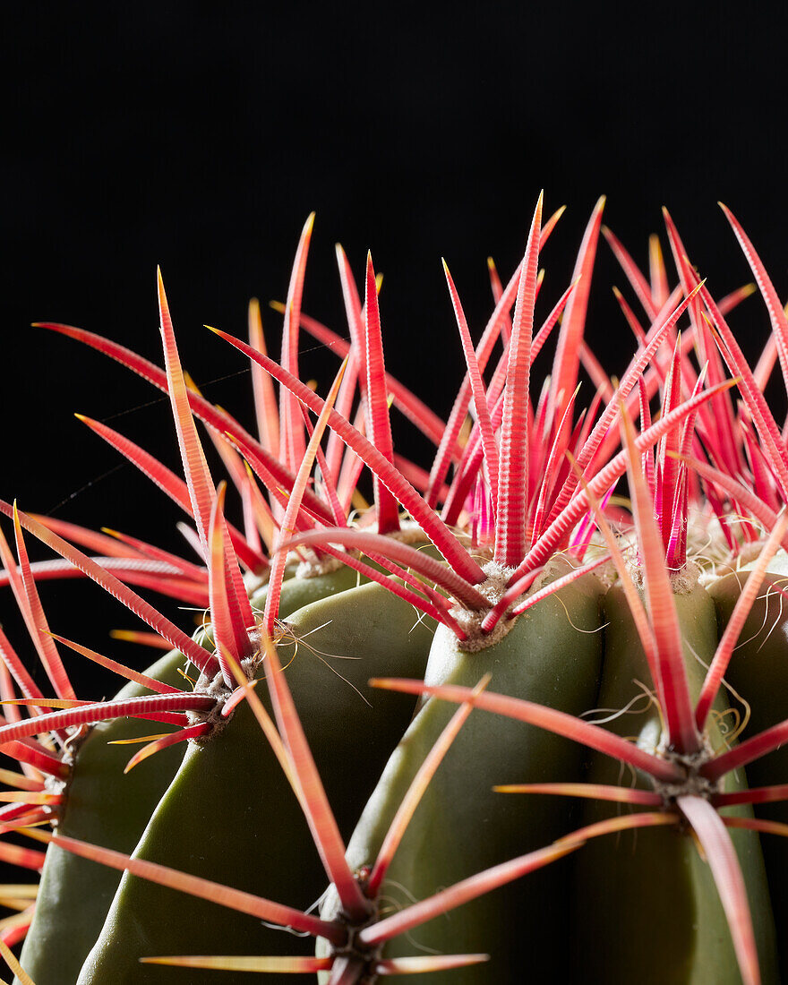 Kugelkaktus (Ferocactus Stainesii)