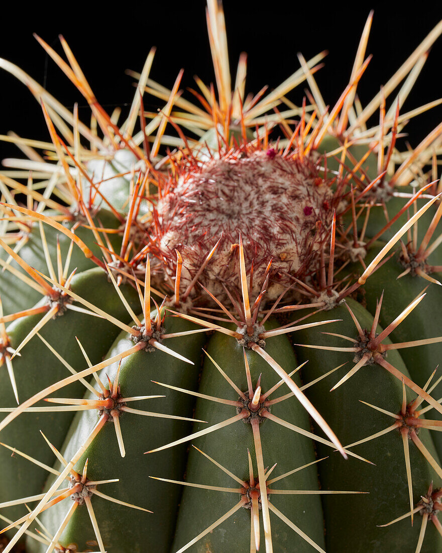 Melocactus matanzanus