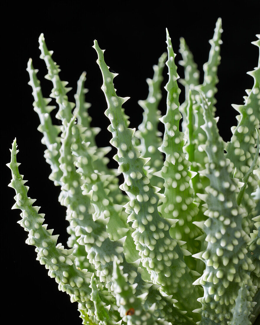 Aloe humilis