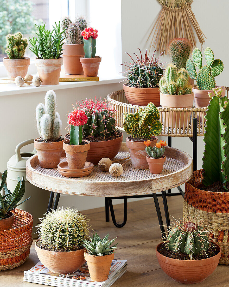 Cactus collection