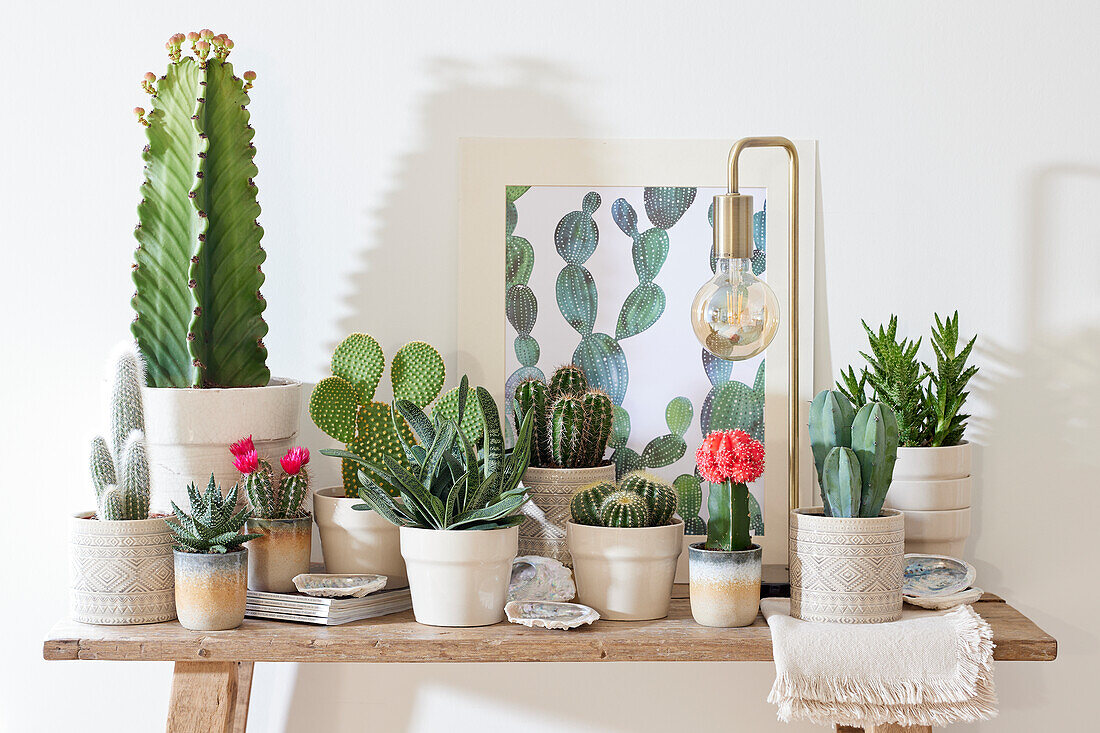 Cactus collection